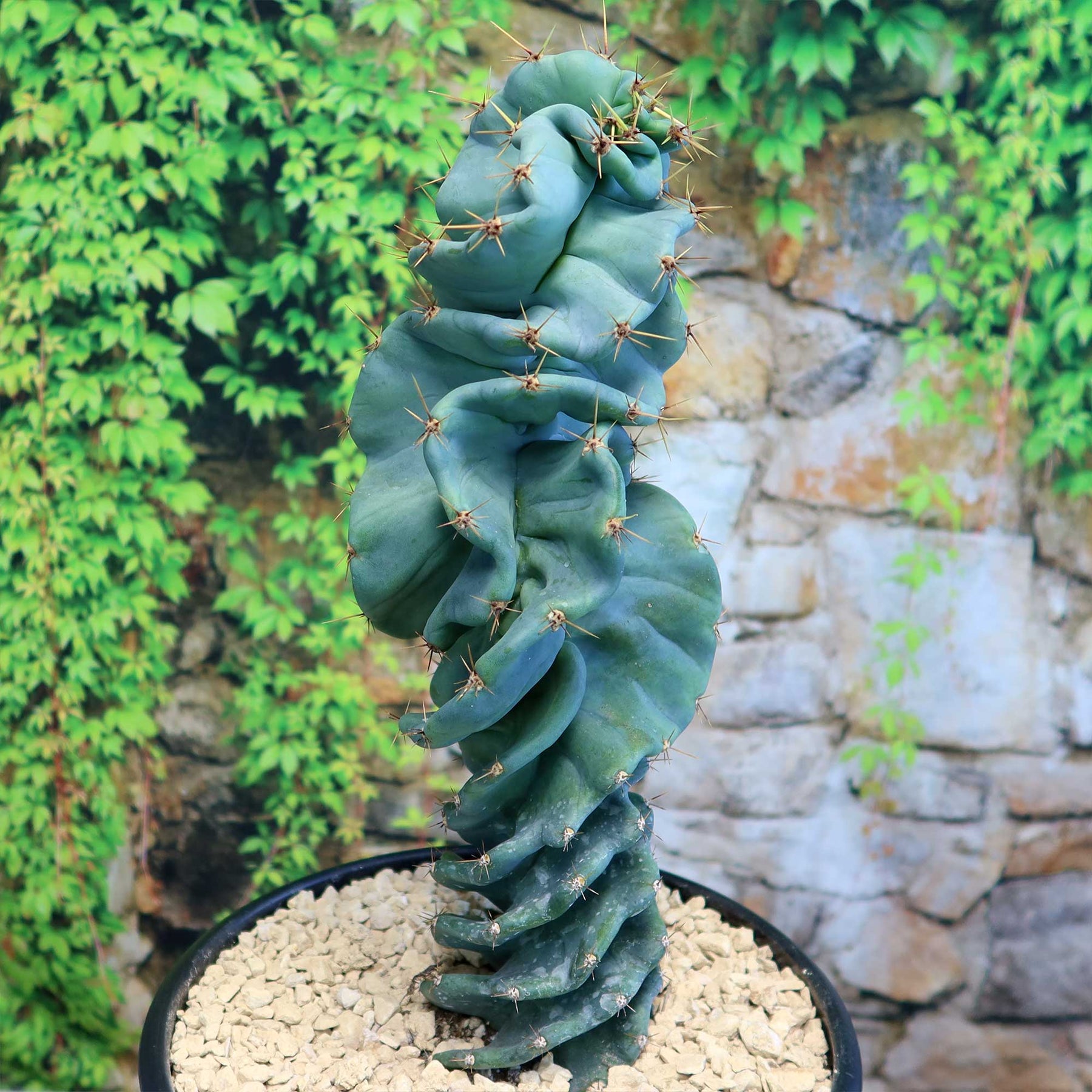 spiral succulents Cereus spiralis 'Turbulence'