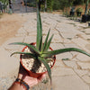 Malagasy Tree Aloe - Aloe vaombe