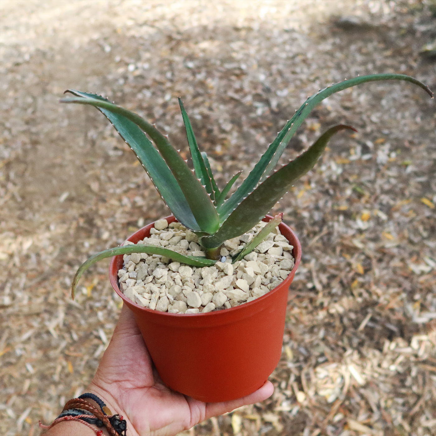 dreaming of aloe vera plant Malagasy Tree Aloe