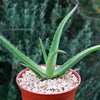 Malagasy Tree Aloe - Aloe vaombe