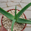 Malagasy Tree Aloe - Aloe vaombe