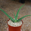 Malagasy Tree Aloe - Aloe vaombe