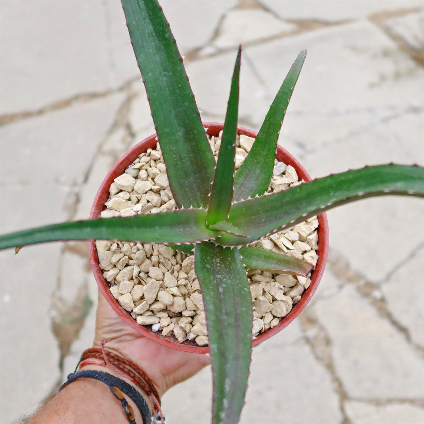 Malagasy Tree Aloe - Aloe vaombe