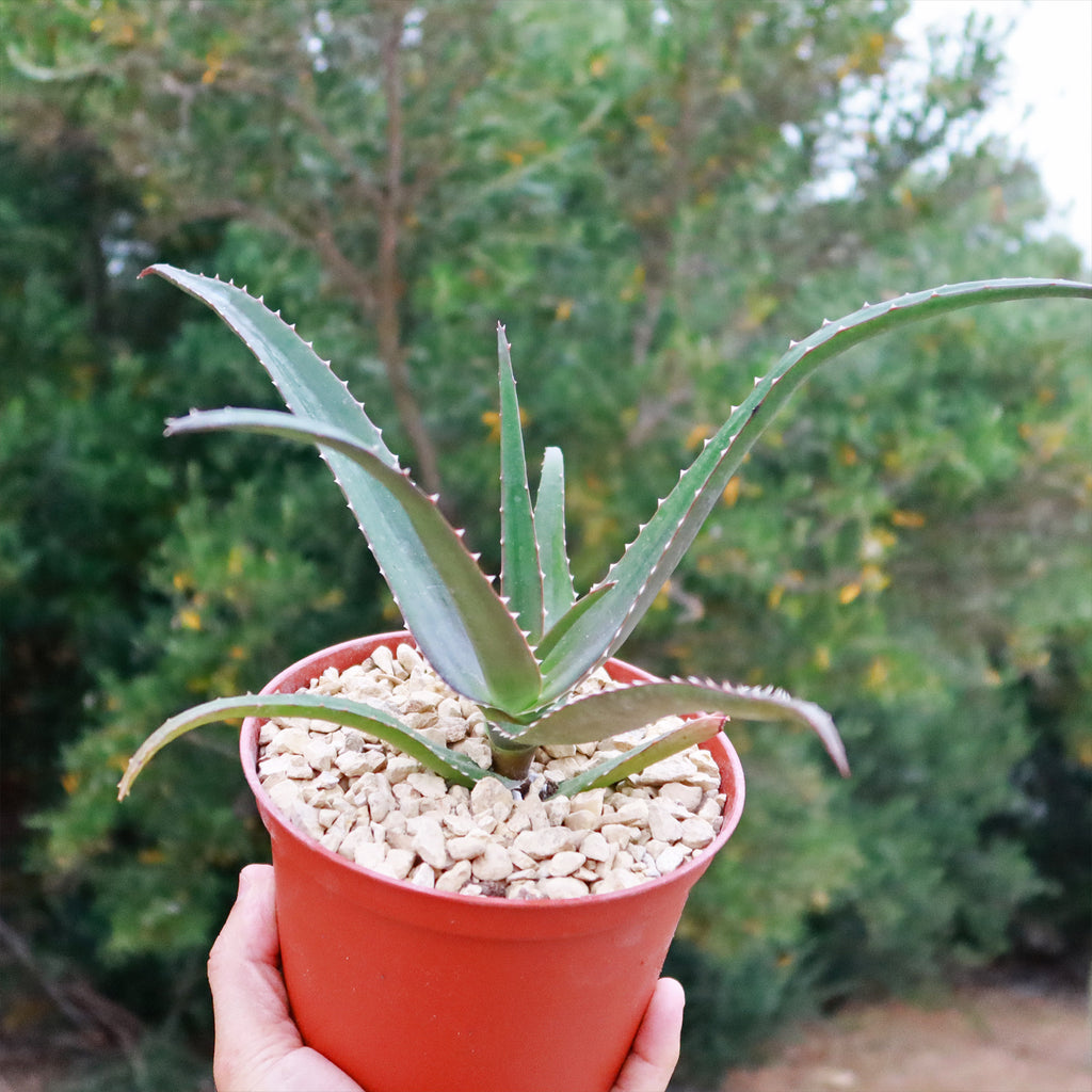 Malagasy Tree Aloe - Aloe vaombe