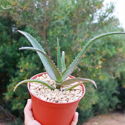 Malagasy Tree Aloe - Aloe vaombe