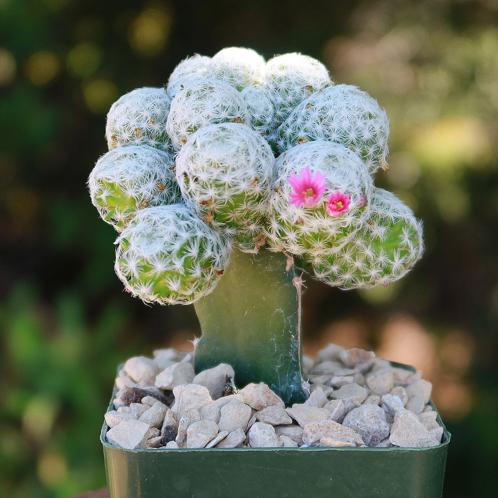 Mammillaria humboldtii var Caespitosa