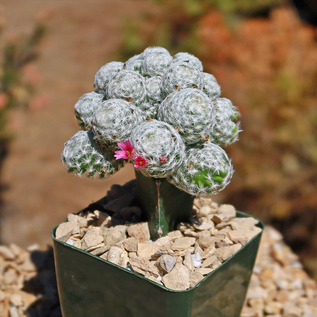 Mammillaria humboldtii var Caespitosa