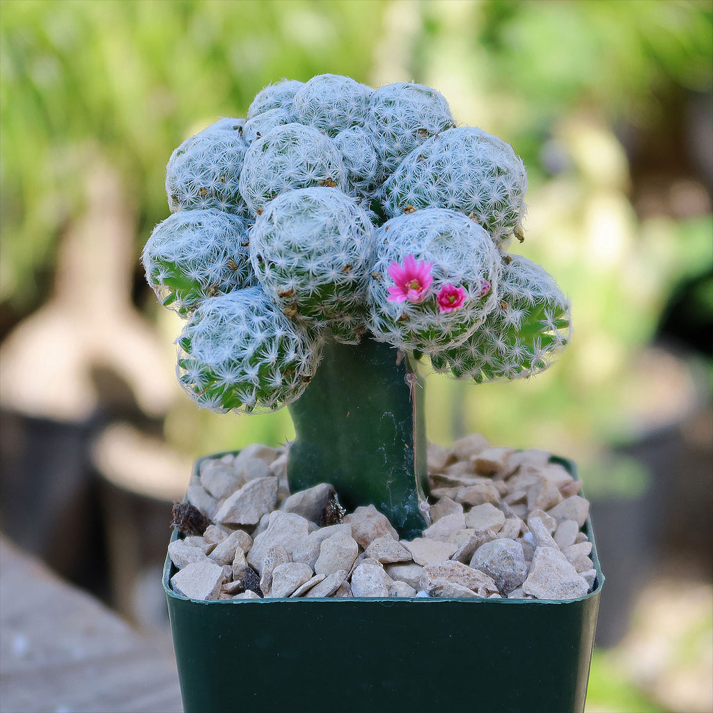 Mammillaria humboldtii var Caespitosa