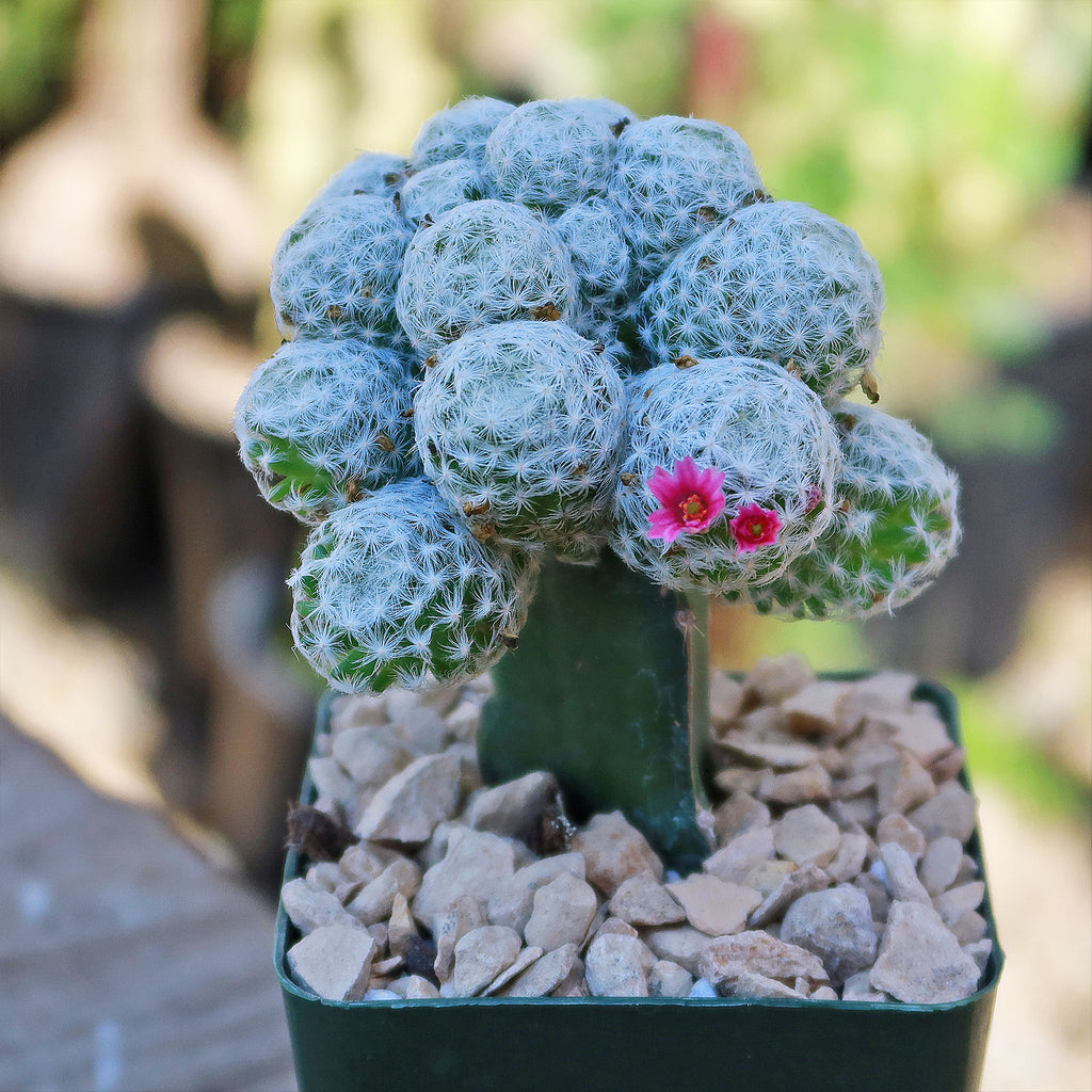 Mammillaria humboldtii var Caespitosa