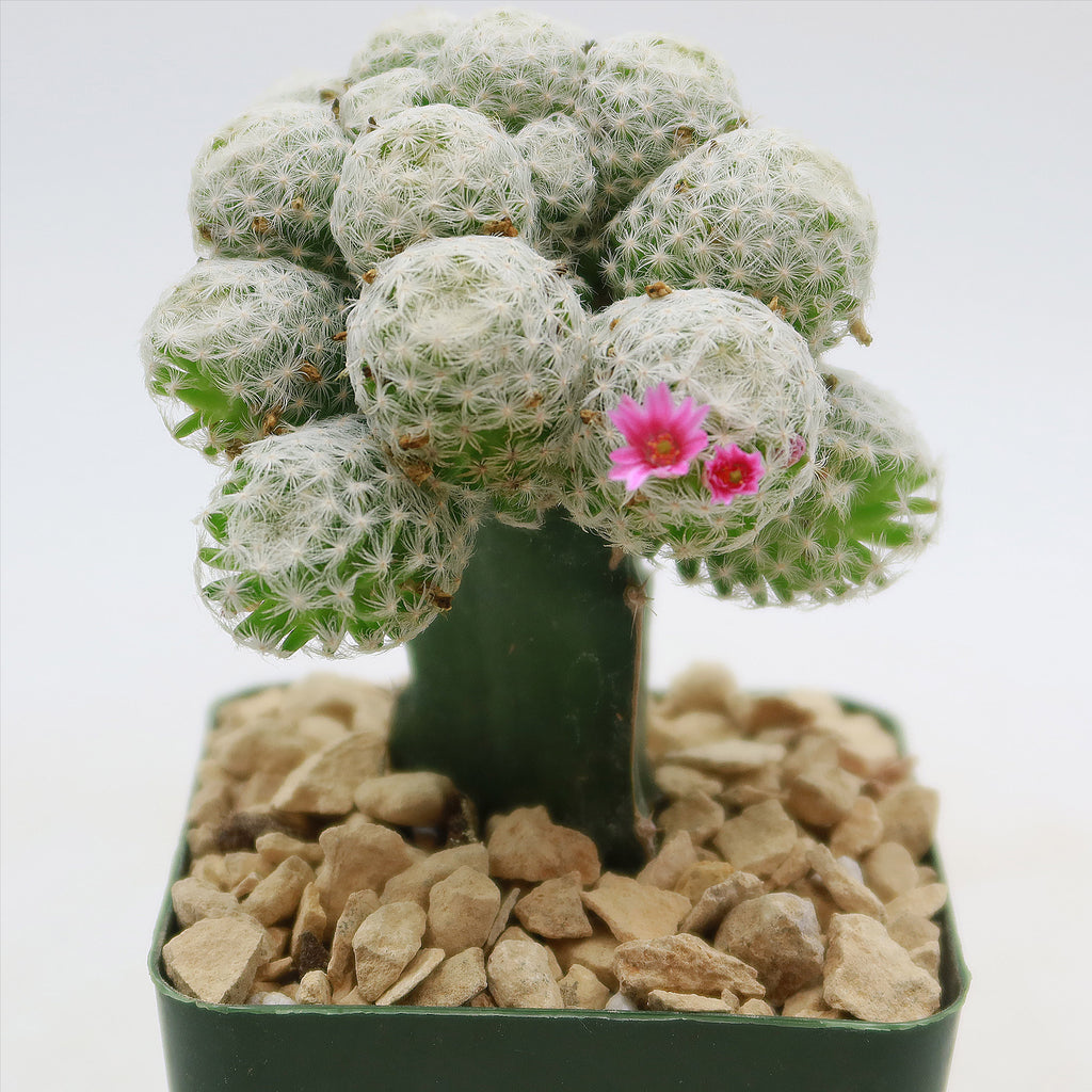 Mammillaria humboldtii var Caespitosa