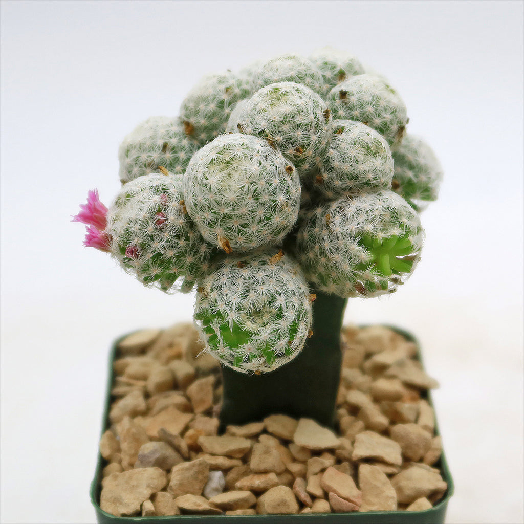 Mammillaria humboldtii var Caespitosa
