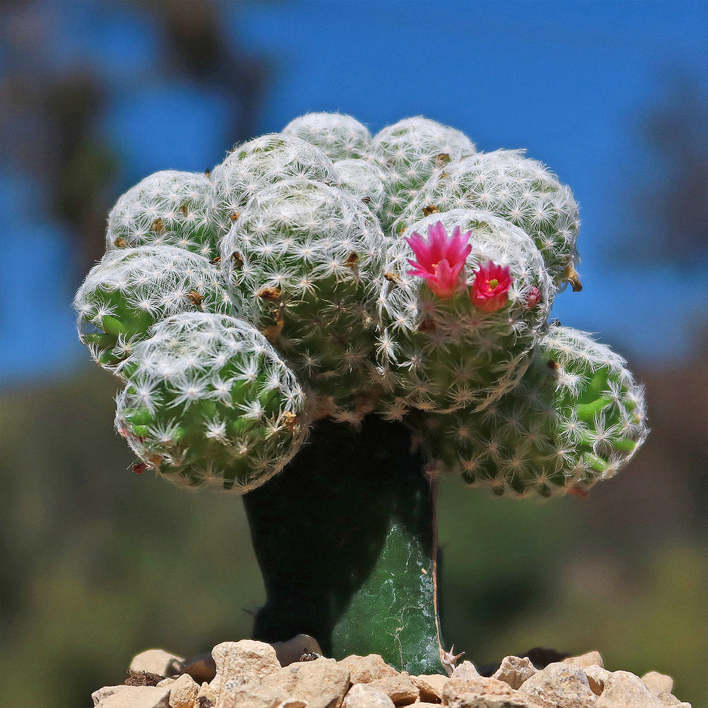 Mammillaria humboldtii var Caespitosa