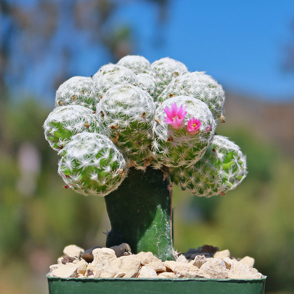 Mammillaria humboldtii var Caespitosa
