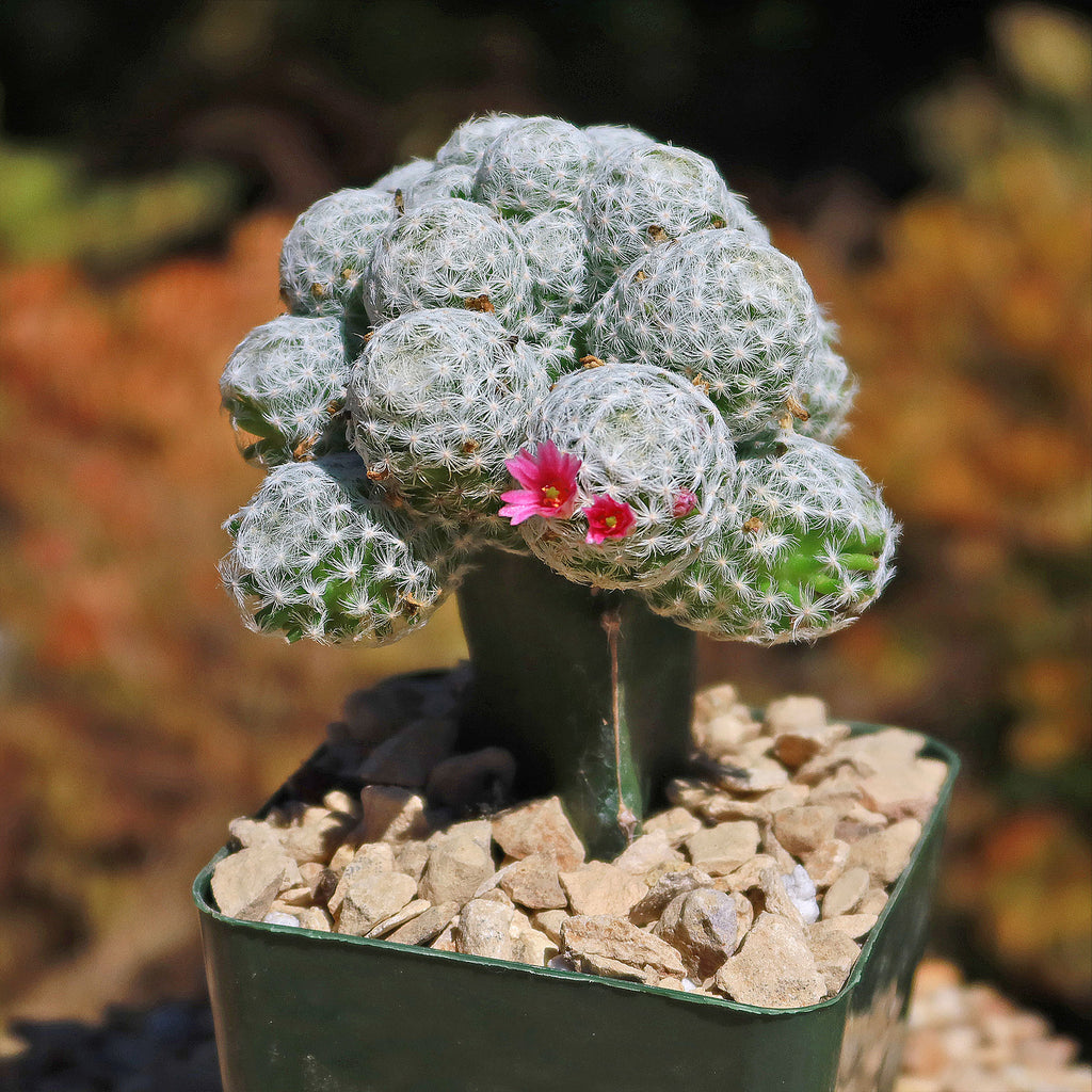 Mammillaria humboldtii var Caespitosa