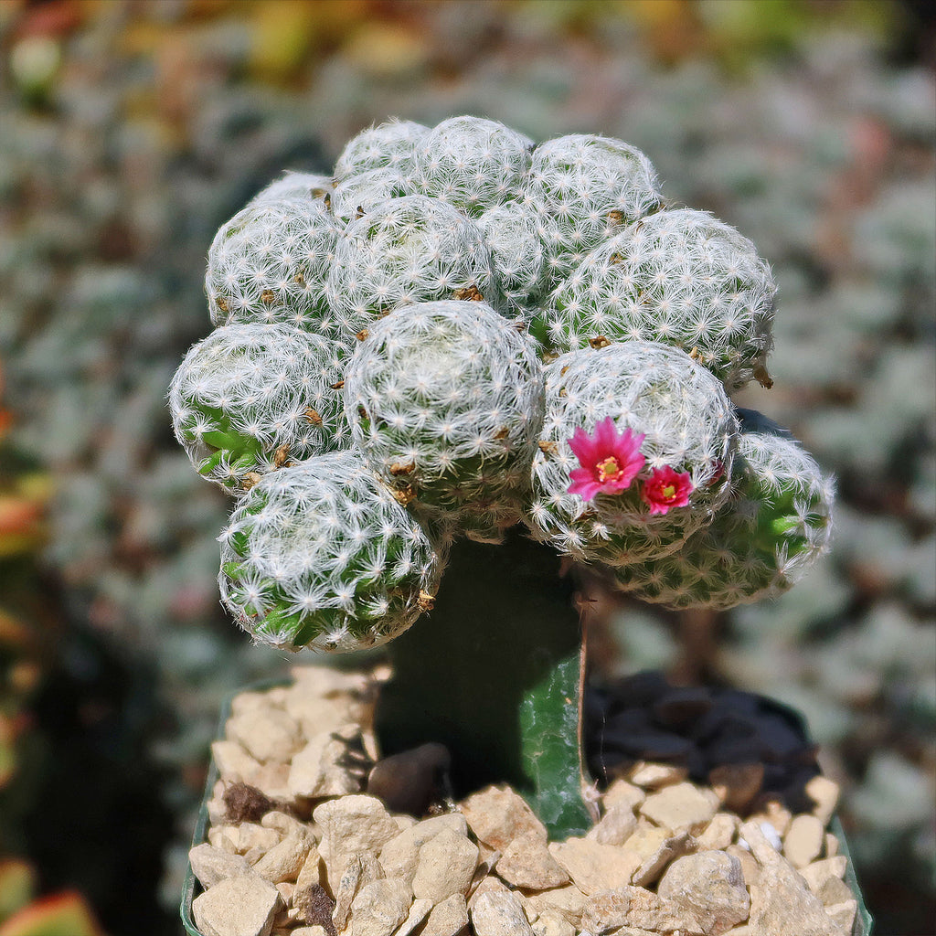 Mammillaria humboldtii var Caespitosa
