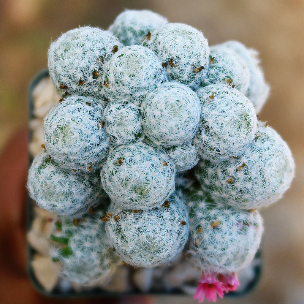 Mammillaria humboldtii var Caespitosa