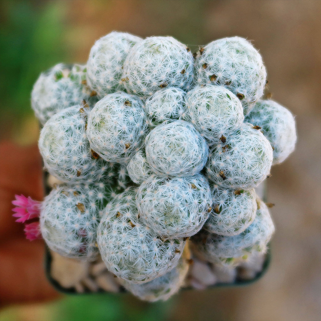 Mammillaria humboldtii var Caespitosa