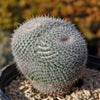 Owl Eye Cactus &