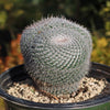 Owl Eye Cactus &