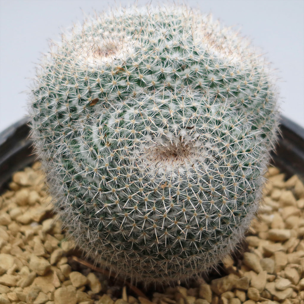 Owl Eye Cactus &
