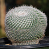 Owl Eye Cactus &