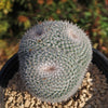 Owl Eye Cactus &