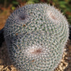 Owl Eye Cactus &