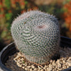 Owl Eye Cactus &