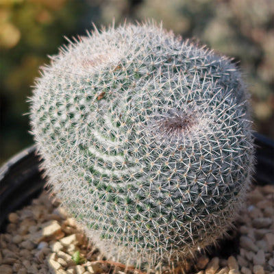 Owl Eye Cactus 'Mammillaria Parkinsonii'