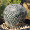 Owl Eye Cactus &