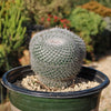 Owl Eye Cactus &