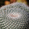 Owl Eye Cactus &