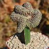 Mammillaria Theresae Crested Grafted