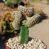 Mammillaria Theresae Crested Grafted