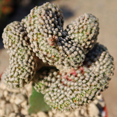 Mammillaria Theresae Crested Grafted