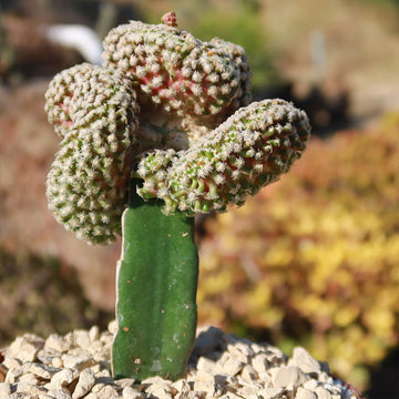 Order 'Mammillaria Theresae Crested'| Fast Delivery  Planet Desert