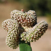 Mammillaria Theresae Crested Grafted