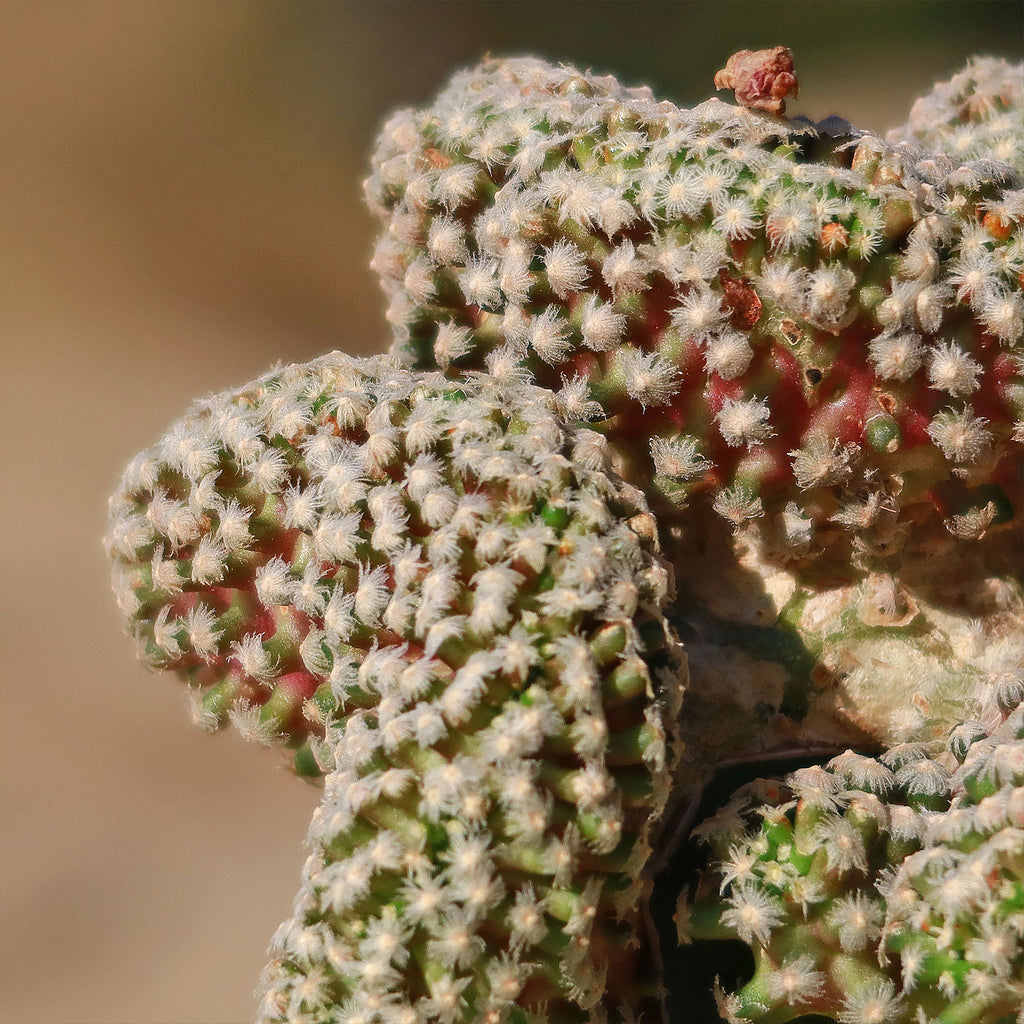 Mammillaria Theresae Crested Grafted