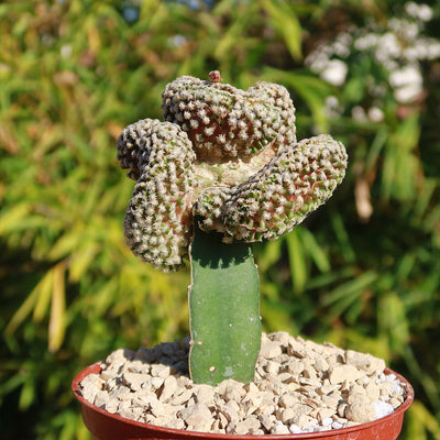 Mammillaria Theresae Crested Grafted