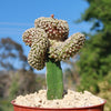 Mammillaria Theresae Crested Grafted