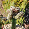 Mammillaria Theresae Crested Grafted