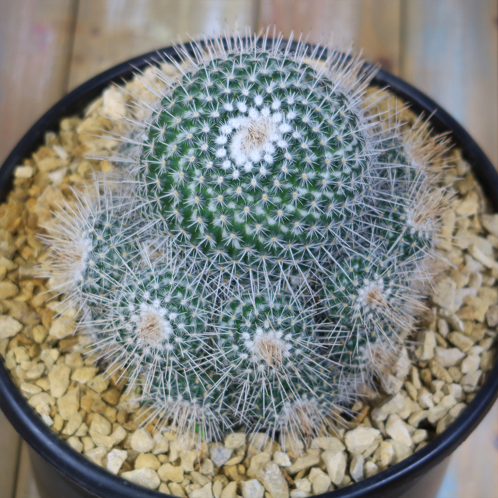 Mammillaria Geminispina