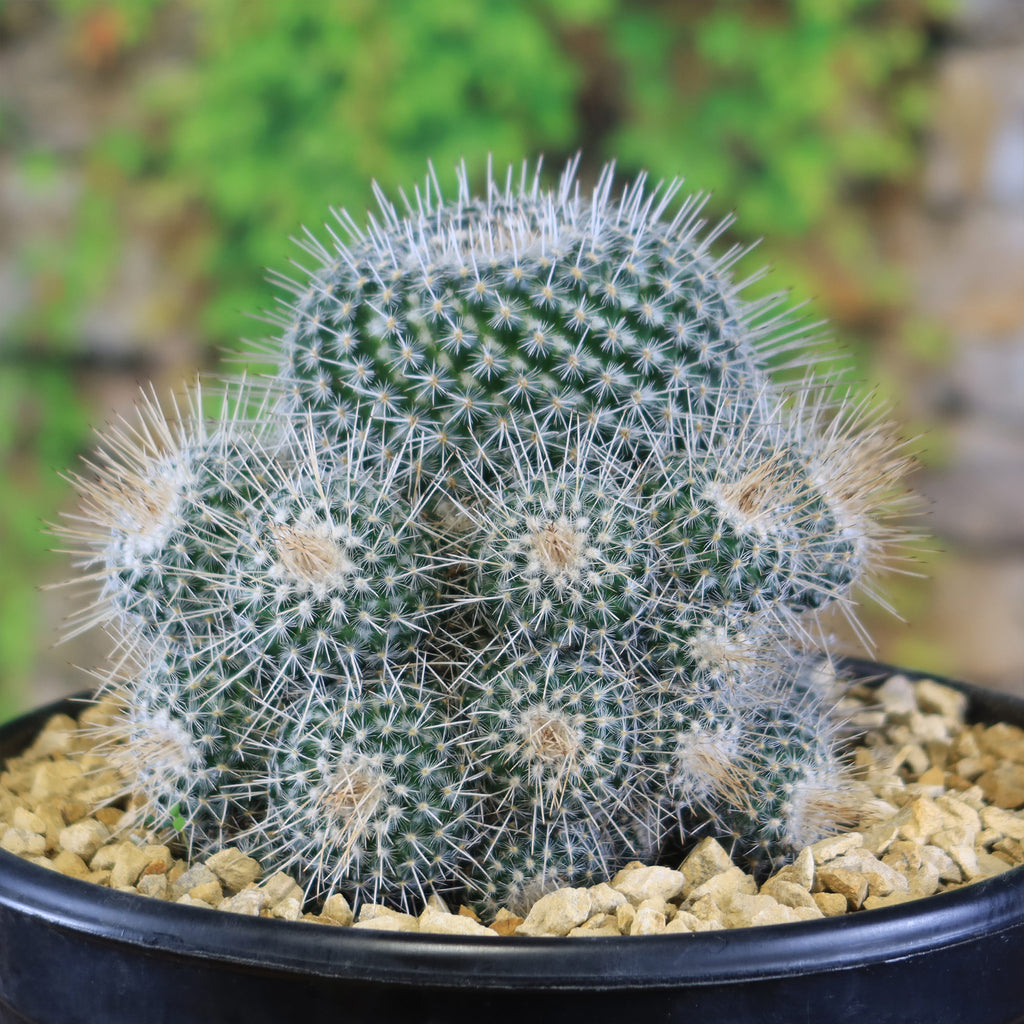 Mammillaria Geminispina