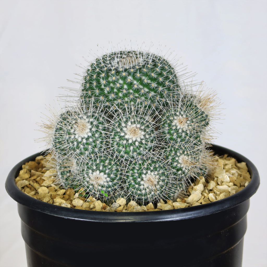 Mammillaria Geminispina