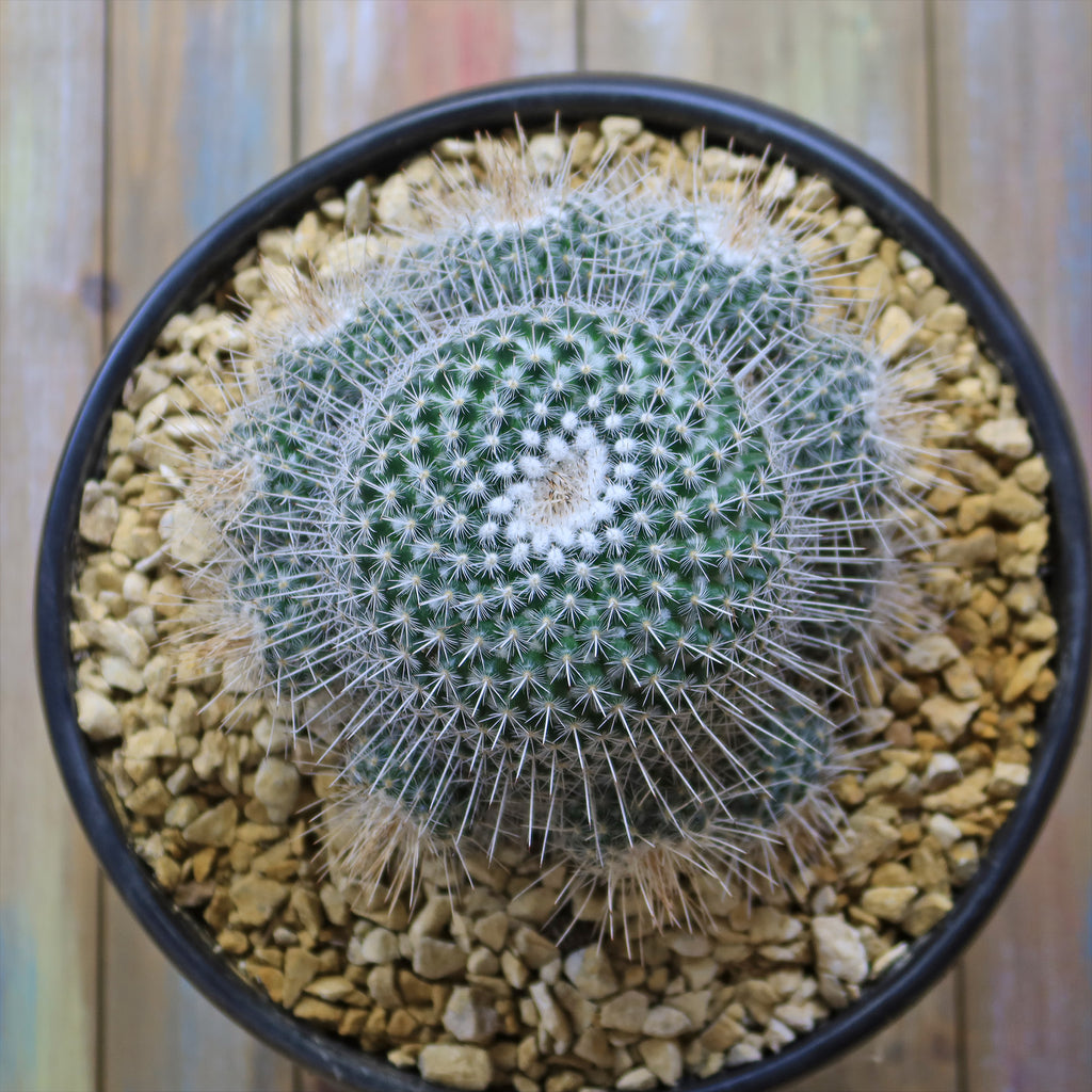 Mammillaria Geminispina