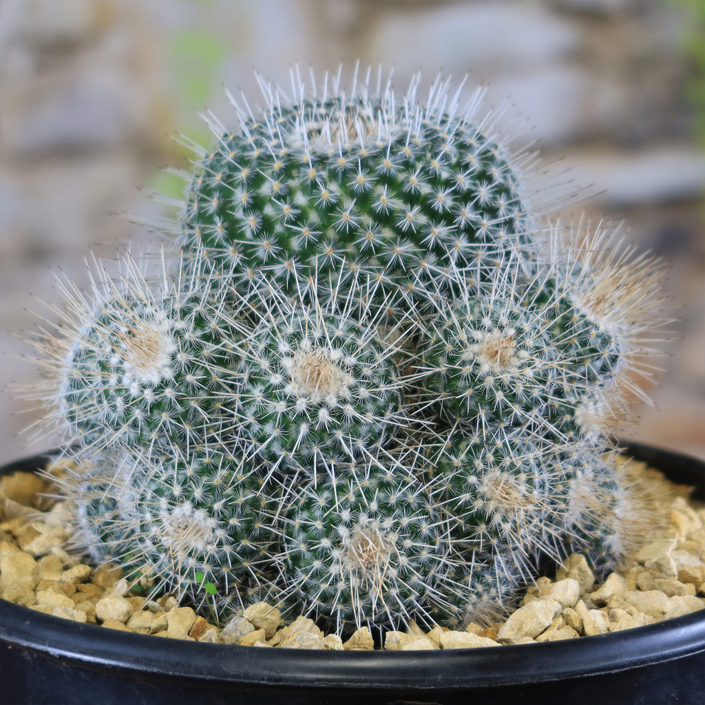 Mammillaria Geminispina