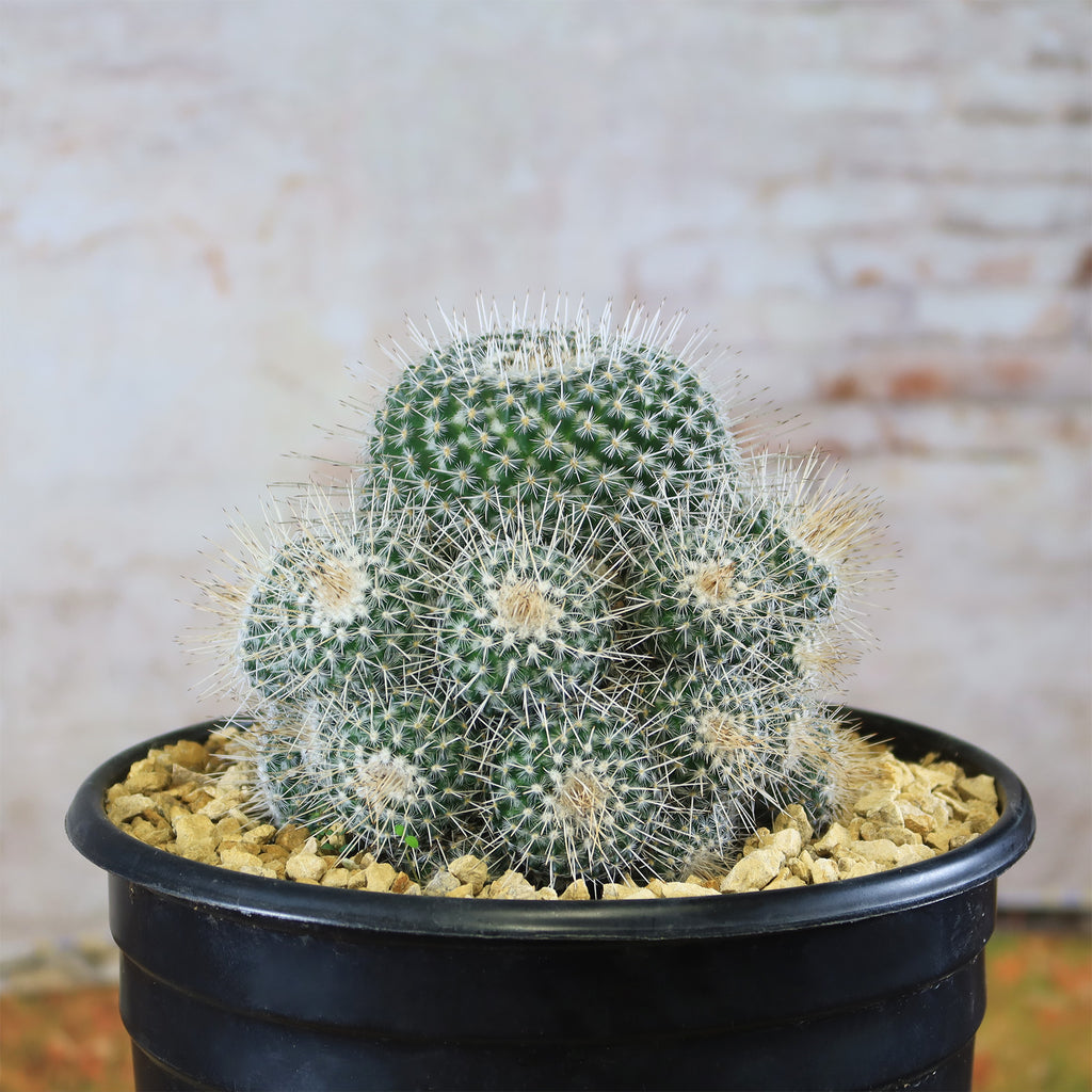 Mammillaria Geminispina