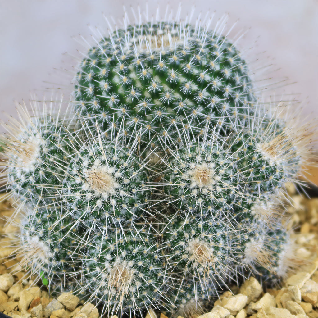 Mammillaria Geminispina