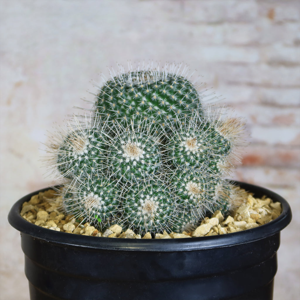 Mammillaria Geminispina