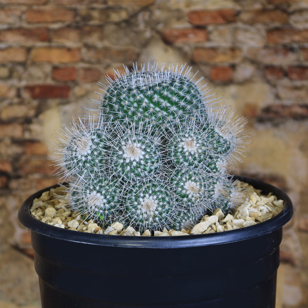 Mammillaria Geminispina